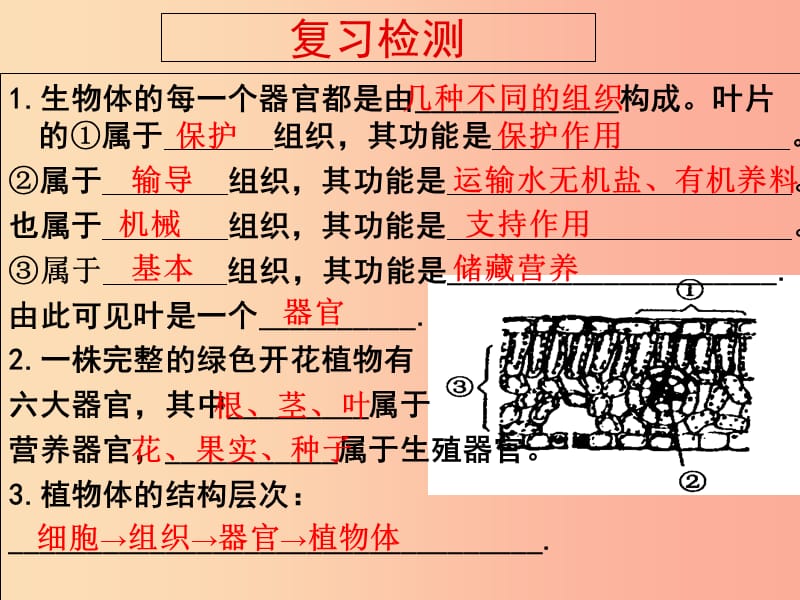 江苏省七年级生物下册 9.2人和动物体的组成课件（新版）苏科版.ppt_第1页