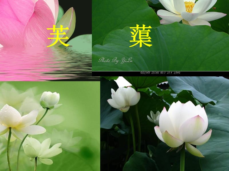 北师大语文八下《芙蕖》课件实用.ppt_第1页