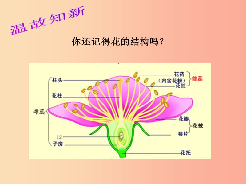 八年级生物上册 7.19.1《植物的生殖》课件2 （新版）苏科版.ppt_第2页