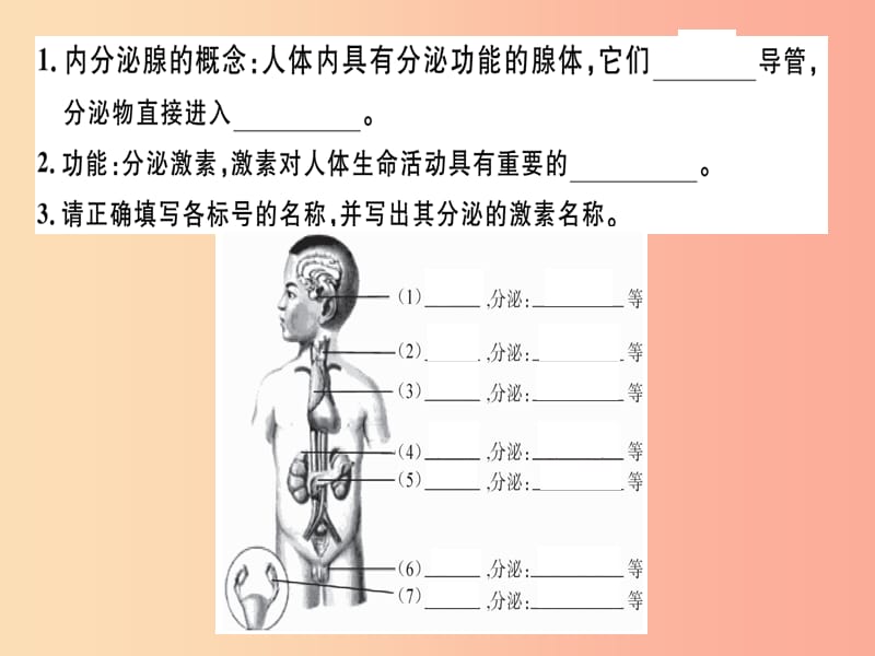 2019七年级生物下册 第四单元 第六章 第四节 激素调节习题课件 新人教版.ppt_第2页