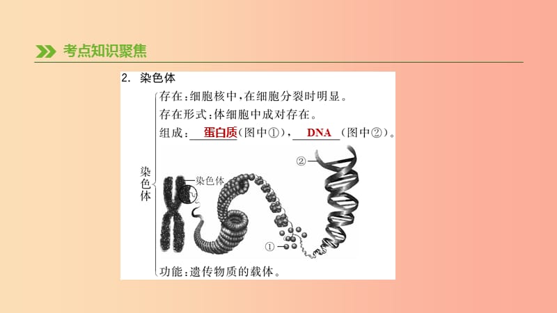 江苏省徐州市2019年中考生物复习 第六单元 生命的延续与进化 第18课时 生物的遗传与变异课件.ppt_第3页