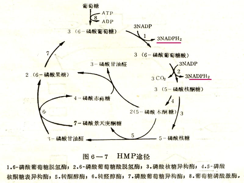 HMP途径(戊糖磷酸途径).ppt_第2页