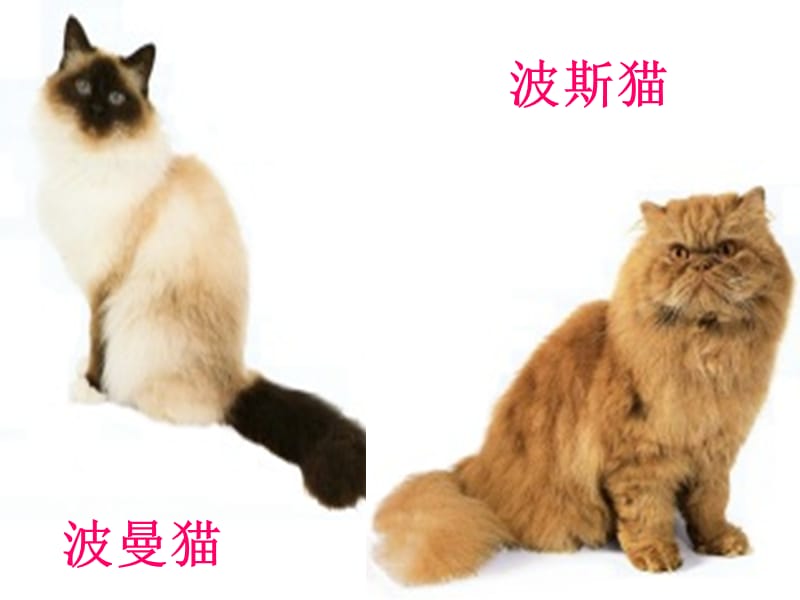 人教版四年级语文上册15猫.ppt_第2页