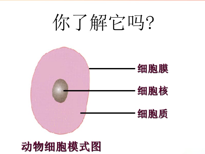 安徽省七年级生物上册 2.1.4《细胞的生活》课件1 新人教版.ppt_第3页