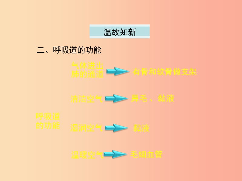 河南省荥阳市七年级生物下册 3.2发生在肺内的气体交换（第1课时）课件 新人教版.ppt_第3页