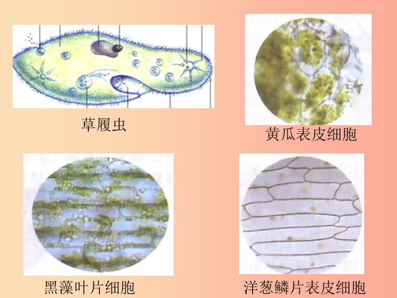 七年级生物上册2.3.1细胞的基本结构和功能课件4新版北师大版.ppt_第3页