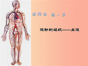 七年級生物下冊 4.4.1 流動的組織 血液課件1 新人教版.ppt