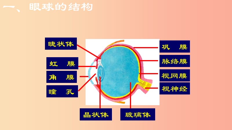 广东省河源市七年级生物下册 4.6.1 人体对外界环境的感知课件1 新人教版.ppt_第3页