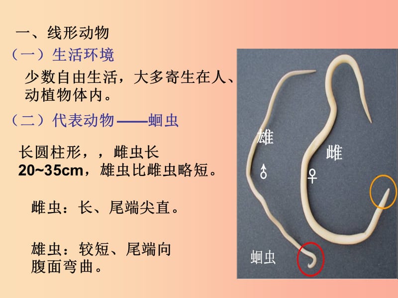 八年级生物上册第五单元第一章第二节线形动物和环节动物课件 新人教版.ppt_第3页