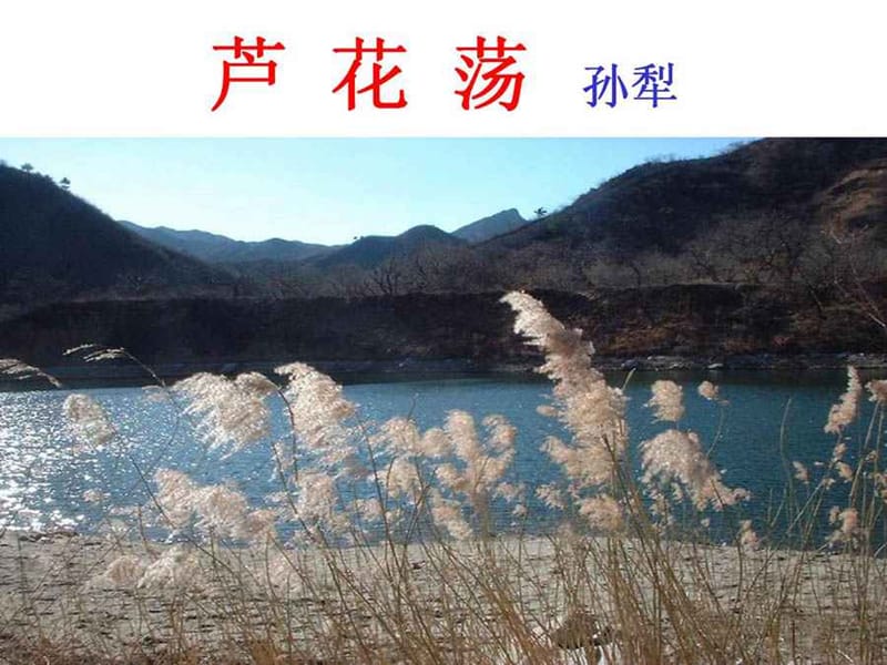 广西岑溪市波塘中学八年级上语文《芦花荡》课件(人教).ppt_第1页