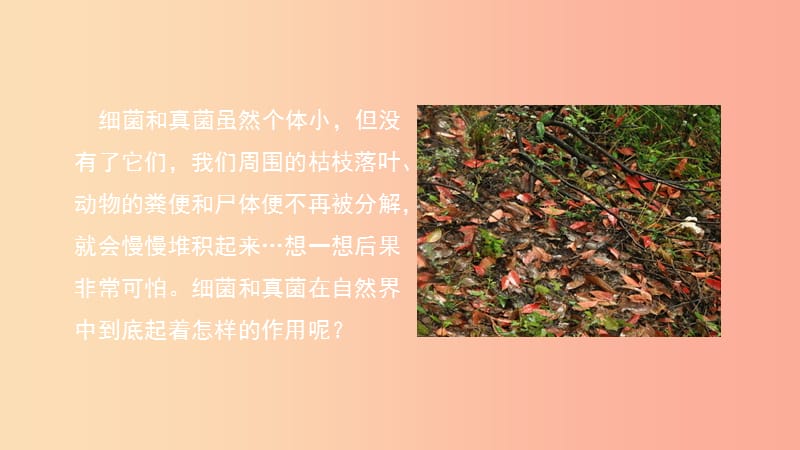 八年级生物上册 5.4.4《细菌和真菌在自然界中的作用》课件 新人教版.ppt_第2页