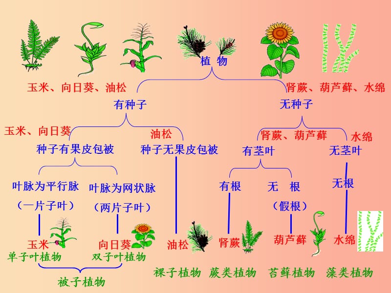 八年级生物上册第六单元第一章第一节尝试对生物进行分类课件1 新人教版.ppt_第3页