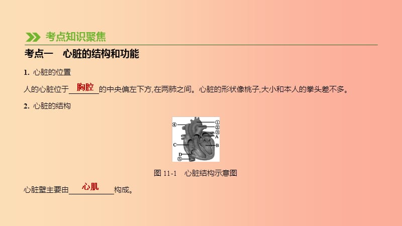 江苏省徐州市2019年中考生物复习 第五单元 生命活动的调节和生态系统的稳定 第11课时 心脏与血液循环课件.ppt_第2页