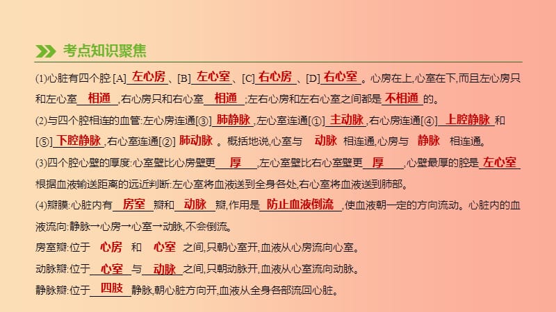 江苏省徐州市2019年中考生物复习 第五单元 生命活动的调节和生态系统的稳定 第11课时 心脏与血液循环课件.ppt_第3页