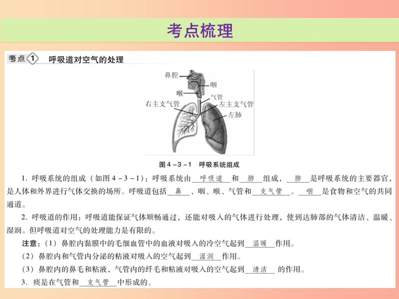 2019年中考生物总复习 第四单元 第三章 人体的呼吸课件.ppt_第3页