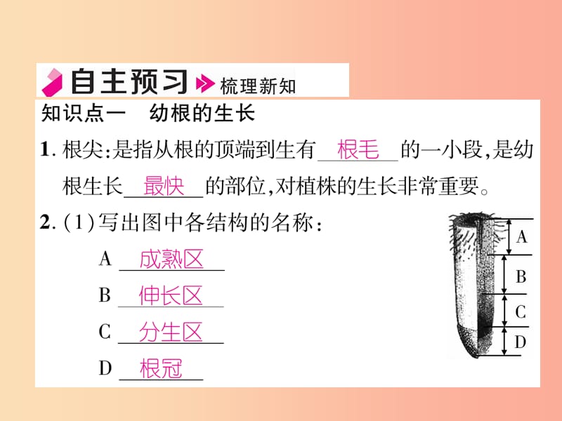 2019年七年级生物上册 3.2.2 植株的生长习题课件 新人教版.ppt_第2页