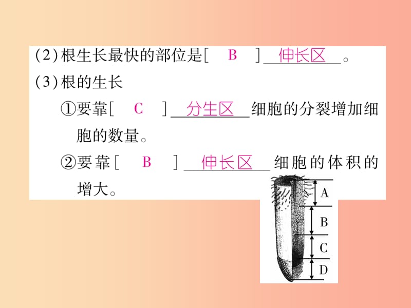 2019年七年级生物上册 3.2.2 植株的生长习题课件 新人教版.ppt_第3页