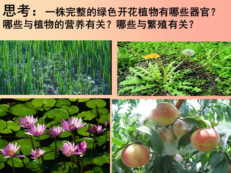 江苏省七年级生物下册 9.1植物体的结构层次课件（新版）苏科版.ppt_第2页