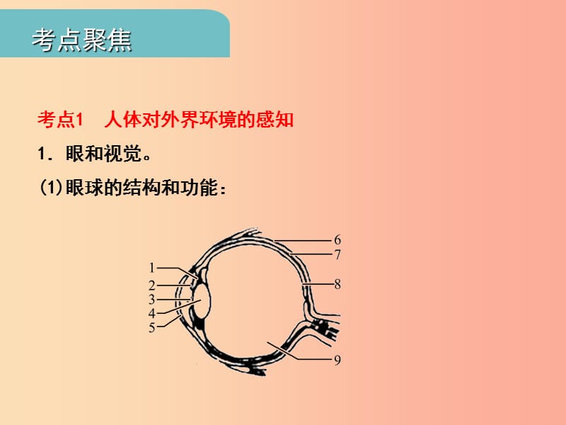 中考（江西专用）2019中考生物 五（四）人体通过神经系统和内分泌系统调节生命活动习题课件.ppt_第2页