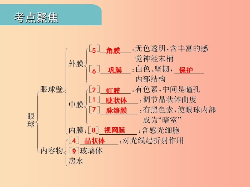 中考（江西专用）2019中考生物 五（四）人体通过神经系统和内分泌系统调节生命活动习题课件.ppt_第3页