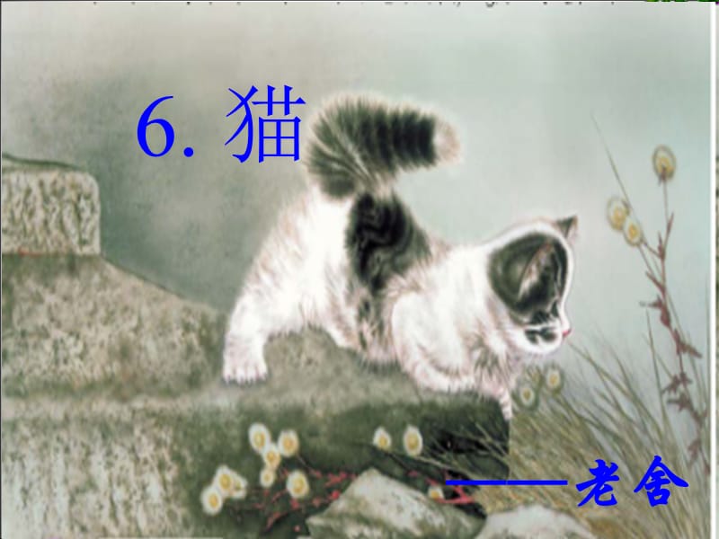 S版五年级语文下册6《猫》.ppt_第1页