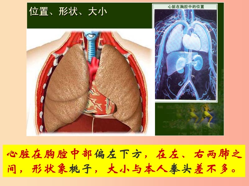 内蒙古鄂尔多斯市达拉特旗七年级生物下册 4.3.3血液的泵—心脏课件 新人教版.ppt_第3页