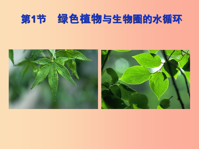 八年级生物上册 6.18.1《绿色植物与生物圈的水循环》课件 （新版）苏科版.ppt_第3页