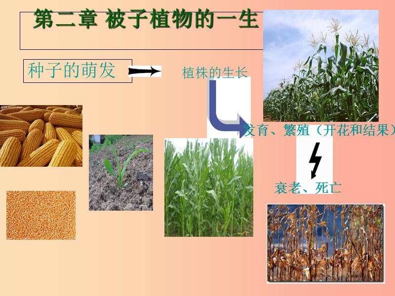 2019年七年级生物上册3.2.1种子的萌发课件2 新人教版.ppt_第1页