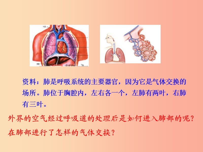 七年级生物下册 第四单元 生物圈中的人 第三章 人体的呼吸 第二节 发生在肺内的气体交换教学 新人教版.ppt_第2页