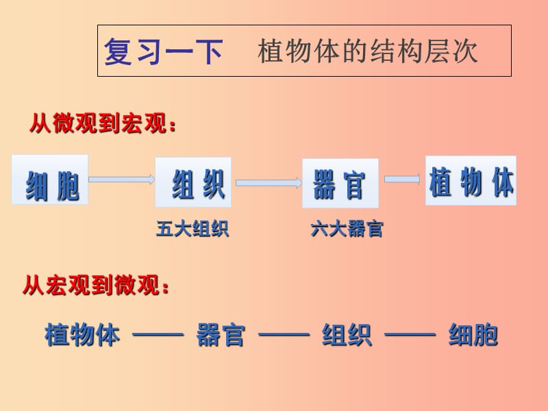 2019年七年级生物上册2.2.4单细胞生物课件3 新人教版.ppt_第2页