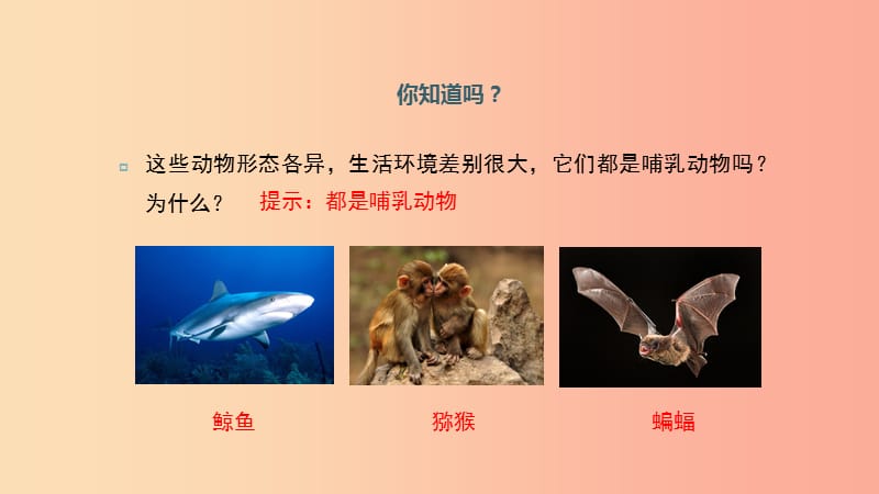 八年级生物上册 5.1.7《哺乳动物》课件 新人教版.ppt_第2页