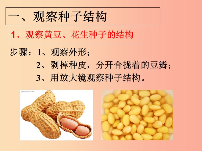 吉林省长春市七年级生物上册 第三单元 第一章 第二节 种子植物课件2 新人教版.ppt_第3页