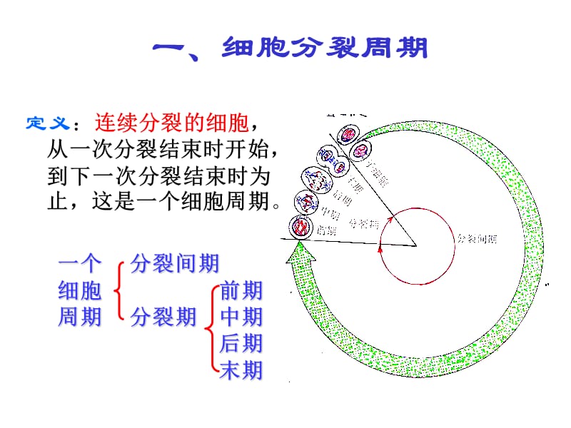 人教新课标版必修一细胞增殖.ppt_第2页