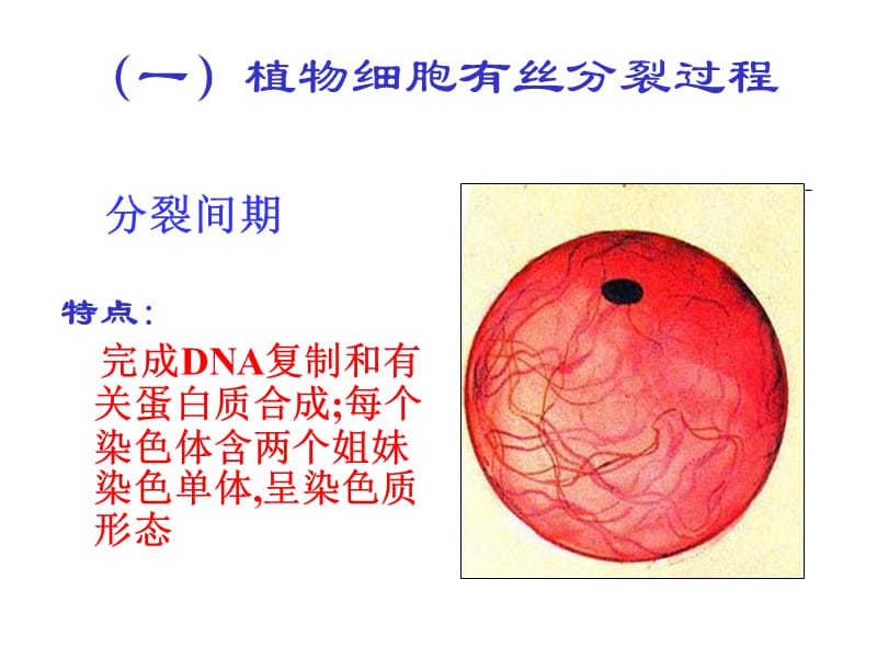 人教新课标版必修一细胞增殖.ppt_第3页