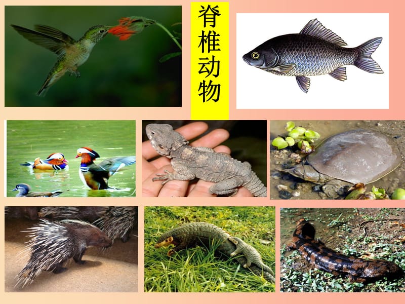 2019-2020年八年级生物上册 5.1.4鱼课件 新人教版.ppt_第3页