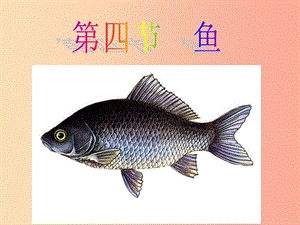 2019-2020年八年級(jí)生物上冊(cè) 5.1.4魚(yú)課件 新人教版.ppt