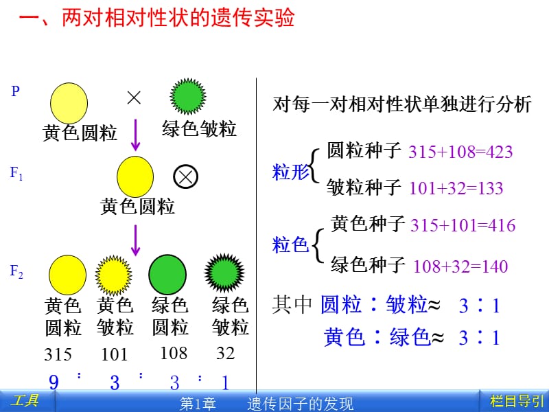 孟德尔的豌豆杂交实验(3课时).ppt_第2页