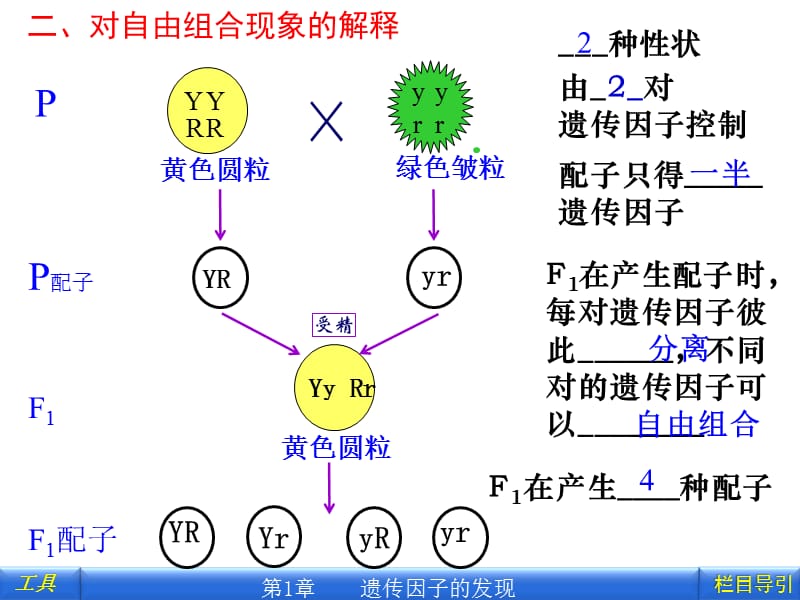 孟德尔的豌豆杂交实验(3课时).ppt_第3页