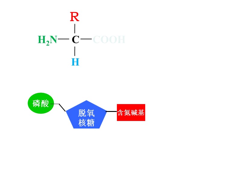 人教版新课标高一上期考复习.ppt_第3页