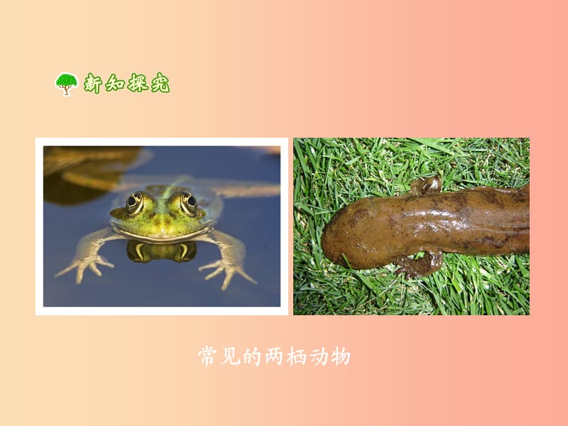 2019年八年级生物上册4.2.2两栖动物的生殖和发育课件1新版济南版.ppt_第2页