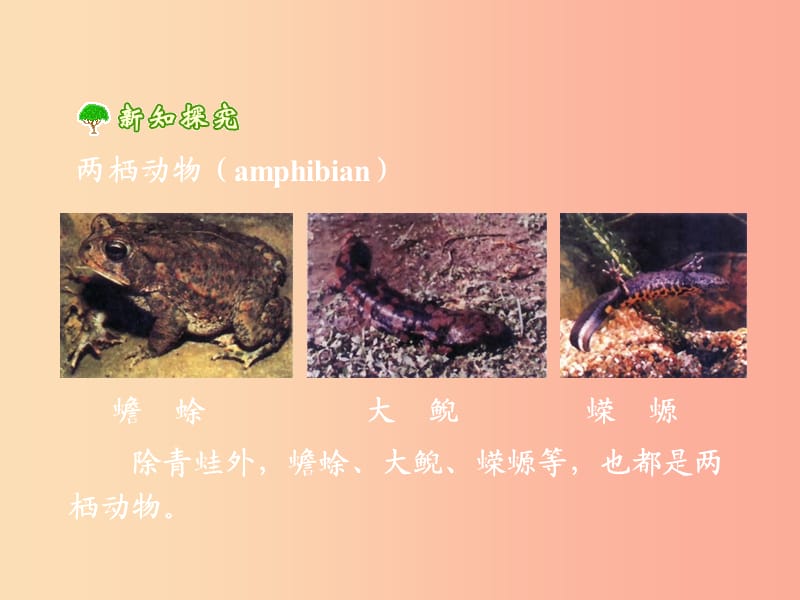 2019年八年级生物上册4.2.2两栖动物的生殖和发育课件1新版济南版.ppt_第3页