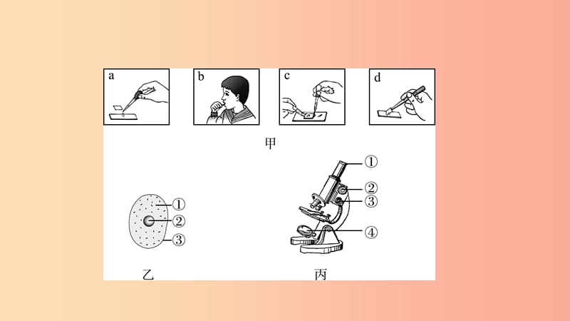 山东省2019年中考生物总复习 第二单元 生物体的结构层次 第一章 细胞是生命活动的基本单位课件.ppt_第3页