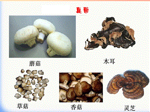 吉林省長春市八年級生物上冊 第五單元 第四章 第一節(jié) 細菌和真菌的分布課件 新人教版.ppt