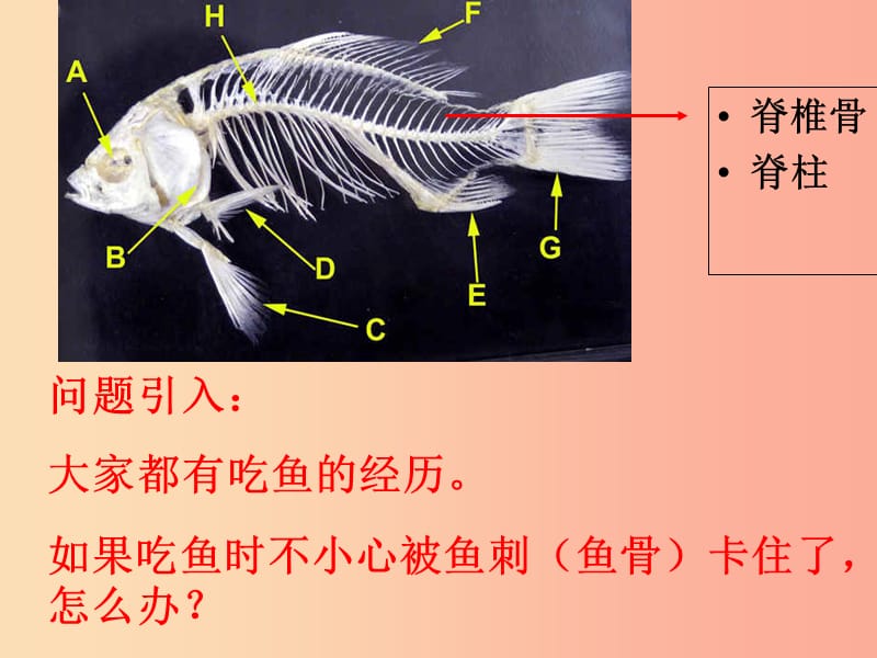 吉林省长春市八年级生物上册 第五单元 第一章 各种环境中动物课件 新人教版.ppt_第1页