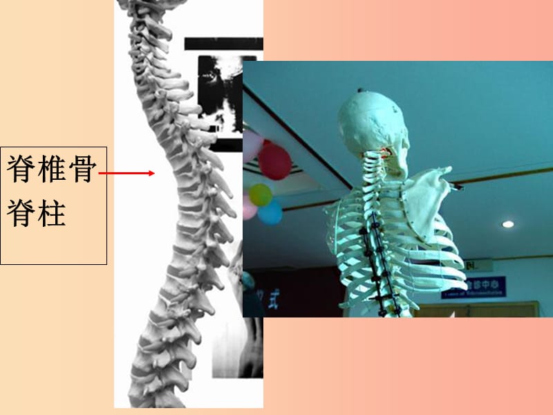 吉林省长春市八年级生物上册 第五单元 第一章 各种环境中动物课件 新人教版.ppt_第2页