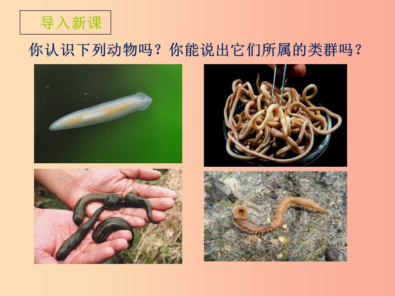 山东省七年级生物上册 2.2.1《无脊椎动物的主要类群》（第2课时）课件（新版）济南版.ppt_第3页