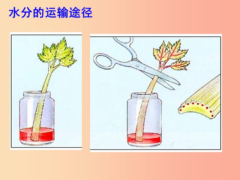 吉林省七年级生物上册 3.3绿色植物与生物圈的水循环课件 新人教版.ppt_第3页