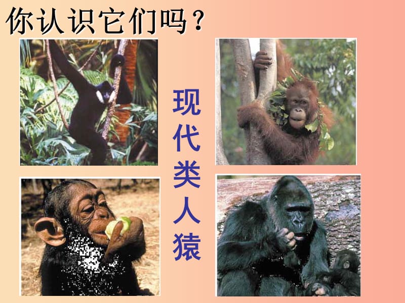 安徽省七年级生物下册 4.1.1《人类的起源和发展》课件2 新人教版.ppt_第2页