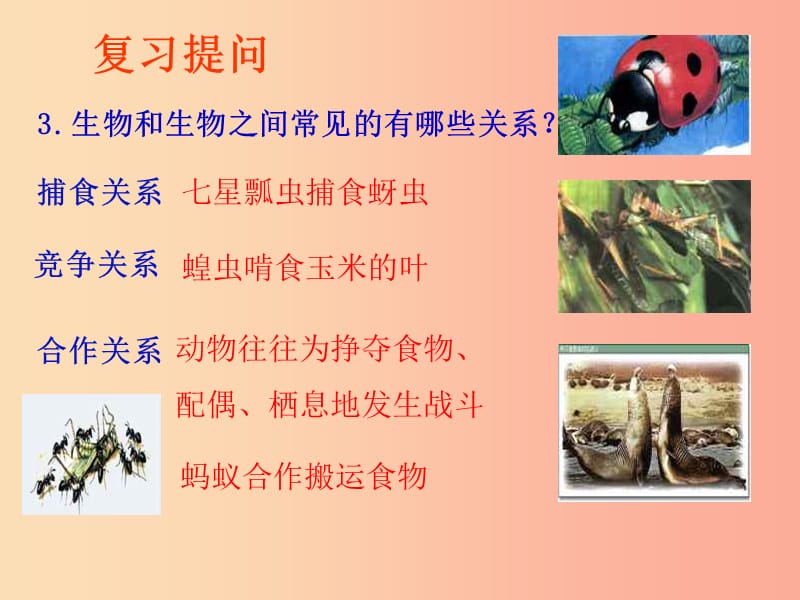 山东省八年级生物下册 6.1.2《生物对环境的适应和影响》课件（新版）济南版.ppt_第3页