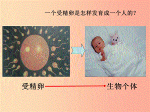 浙江省七年級科學上冊 第2章 觀察生物 2.3 生物體的結構層次課件1（新版）浙教版.ppt